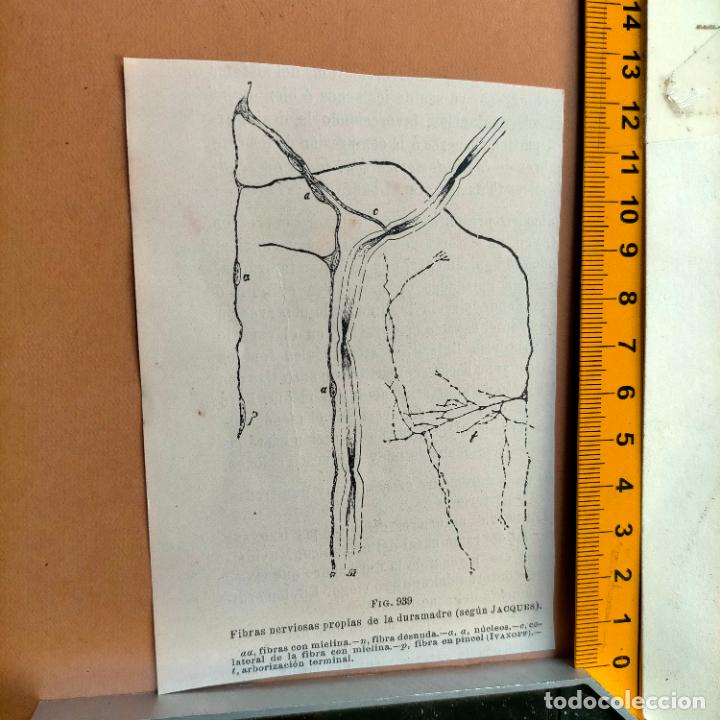 Libri antichi: antiguo grabado cuerpo humano medicina a&ntilde;o 1900 medico - PARTES ANATOMIA DISECCION VER FOTOS