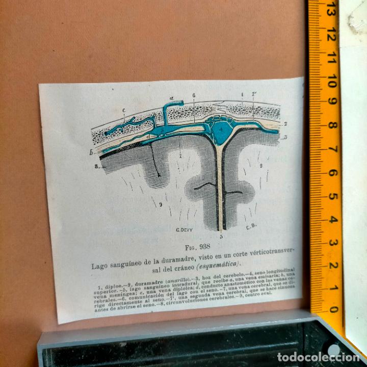 Libri antichi: antiguo grabado cuerpo humano medicina a&ntilde;o 1900 medico - PARTES ANATOMIA DISECCION VER FOTOS