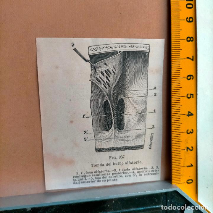 Libri antichi: antiguo grabado cuerpo humano medicina a&ntilde;o 1900 medico - PARTES ANATOMIA DISECCION VER FOTOS