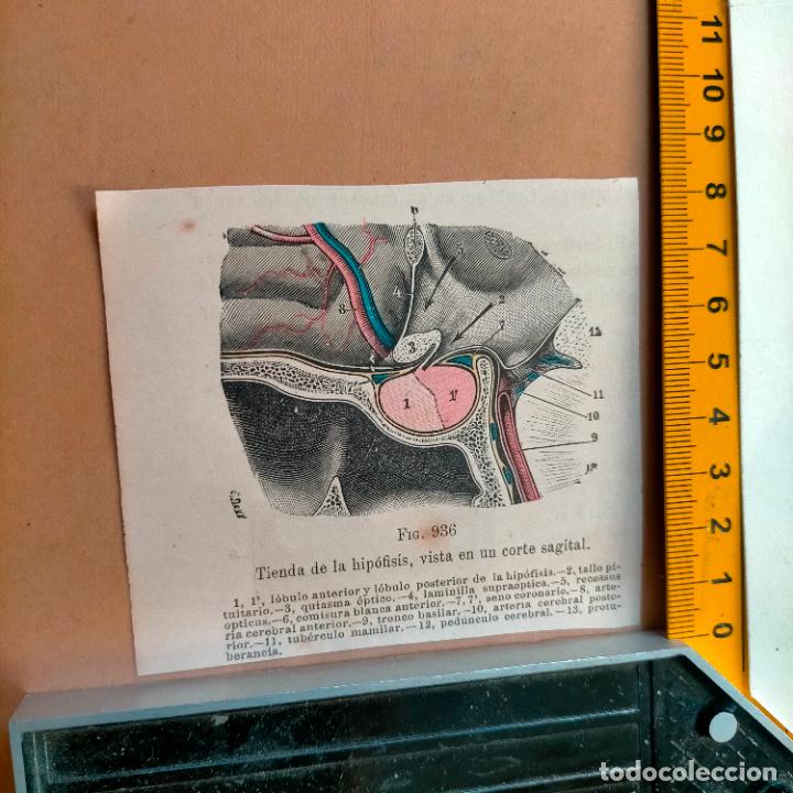 Libri antichi: antiguo grabado cuerpo humano medicina a&ntilde;o 1900 medico - PARTES ANATOMIA DISECCION VER FOTOS