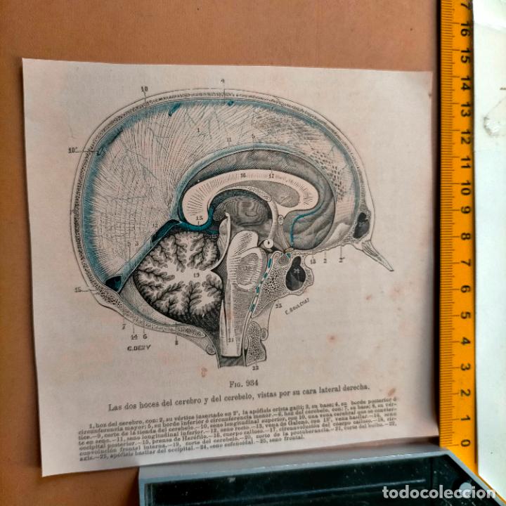 Libri antichi: antiguo grabado cuerpo humano medicina a&ntilde;o 1900 medico - PARTES ANATOMIA DISECCION VER FOTOS