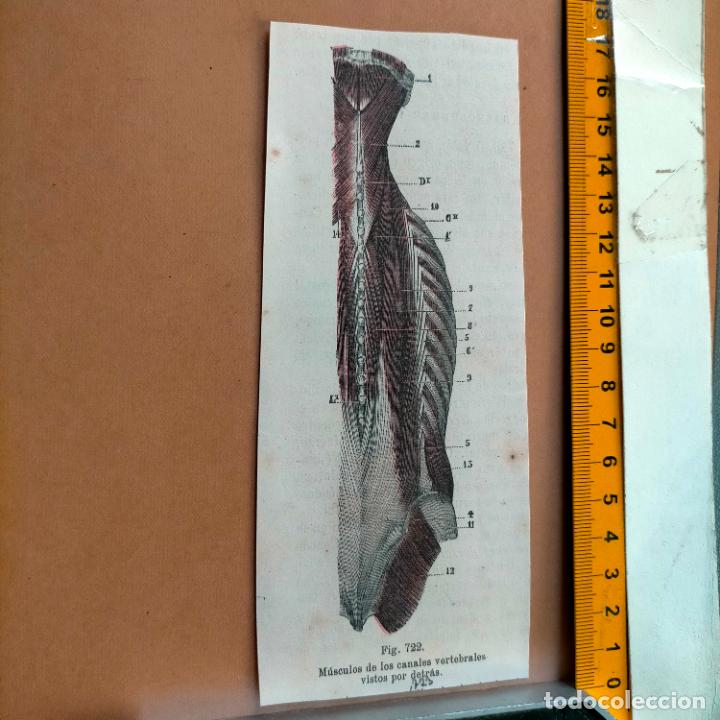 Libri antichi: antiguo grabado cuerpo humano medicina a&ntilde;o 1900 medico - PARTES ANATOMIA DISECCION VER FOTOS