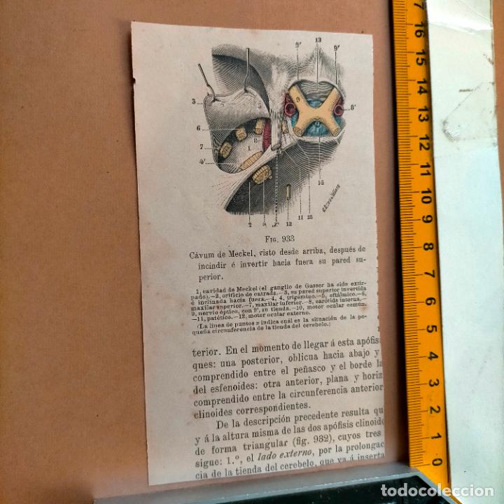 Libri antichi: antiguo grabado cuerpo humano medicina a&ntilde;o 1900 medico - PARTES ANATOMIA DISECCION VER FOTOS