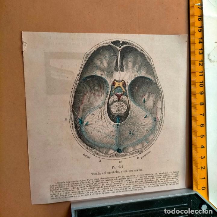 Libri antichi: antiguo grabado cuerpo humano medicina a&ntilde;o 1900 medico - PARTES ANATOMIA DISECCION VER FOTOS