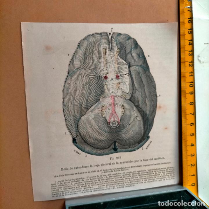 Libri antichi: antiguo grabado cuerpo humano medicina a&ntilde;o 1900 medico - PARTES ANATOMIA DISECCION VER FOTOS