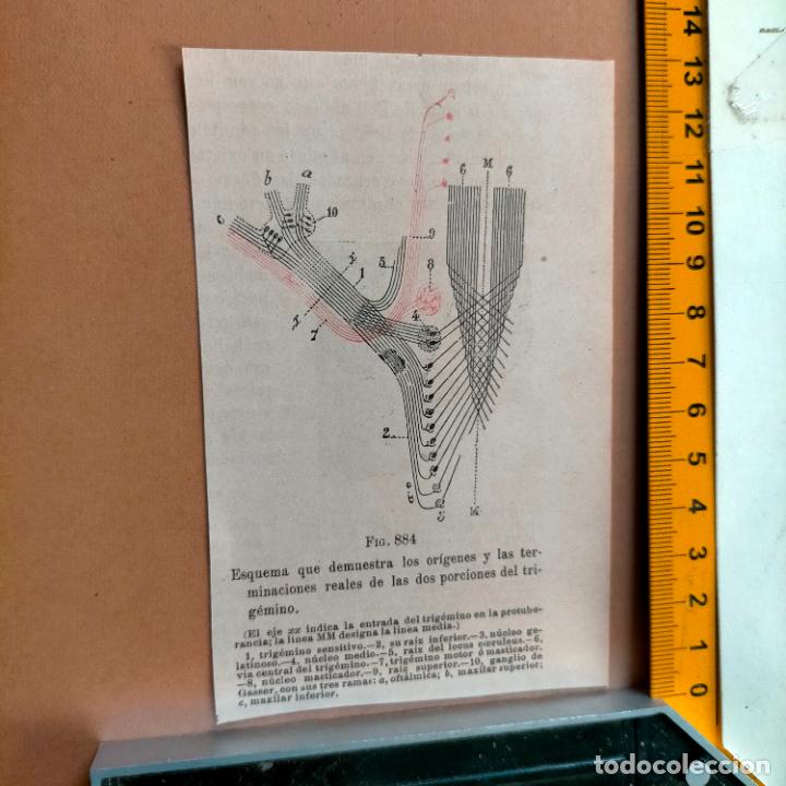 Libri antichi: antiguo grabado cuerpo humano medicina a&ntilde;o 1900 medico - PARTES ANATOMIA DISECCION VER FOTOS