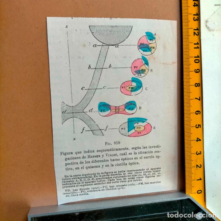 Libri antichi: antiguo grabado cuerpo humano medicina a&ntilde;o 1900 medico - PARTES ANATOMIA DISECCION VER FOTOS