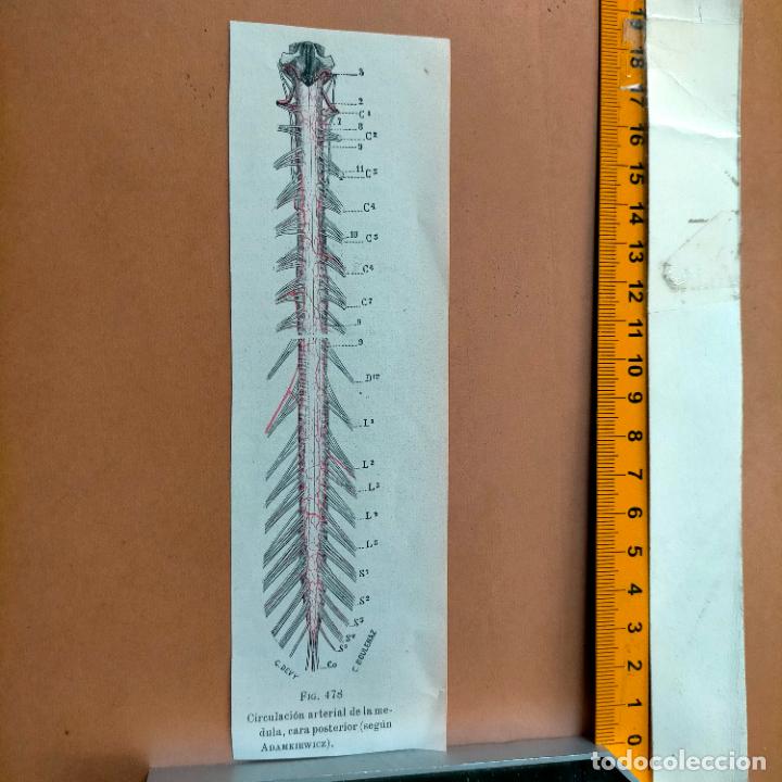 Libri antichi: antiguo grabado cuerpo humano medicina a&ntilde;o 1900 medico - PARTES ANATOMIA DISECCION VER FOTOS