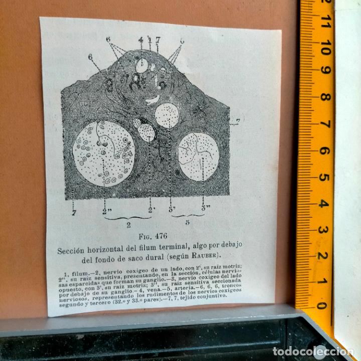 Libri antichi: antiguo grabado cuerpo humano medicina a&ntilde;o 1900 medico - PARTES ANATOMIA DISECCION VER FOTOS