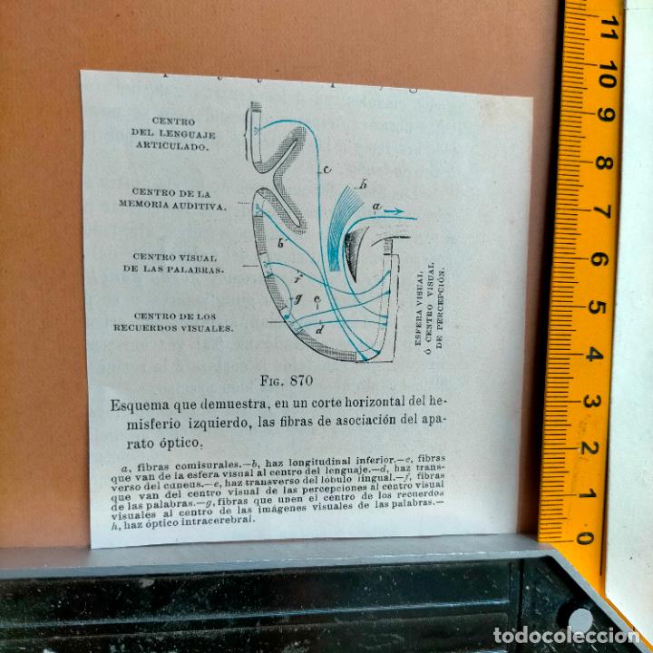 Libri antichi: antiguo grabado cuerpo humano medicina a&ntilde;o 1900 medico - PARTES ANATOMIA DISECCION VER FOTOS