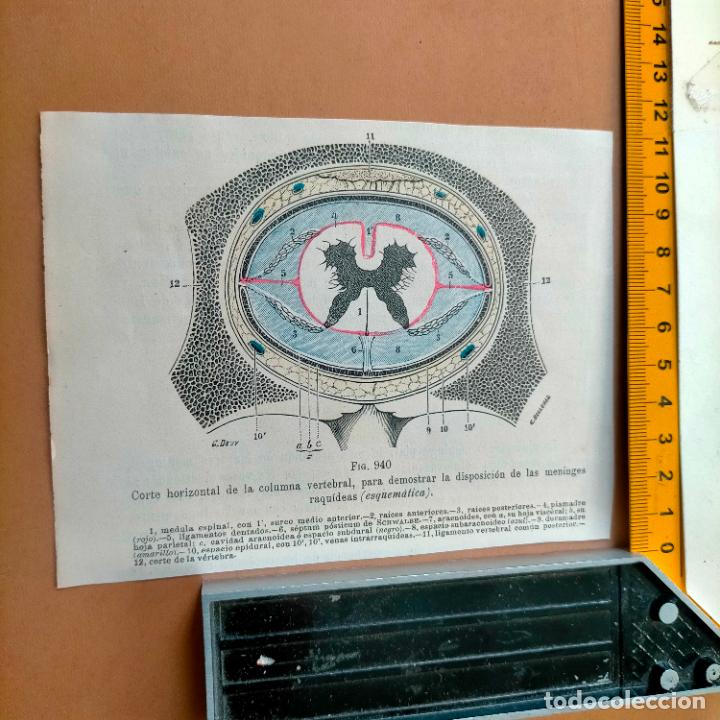 Antiquarische B&uuml;cher: antiguo grabado cuerpo humano medicina a&ntilde;o 1900 medico - PARTES ANATOMIA DISECCION VER FOTOS