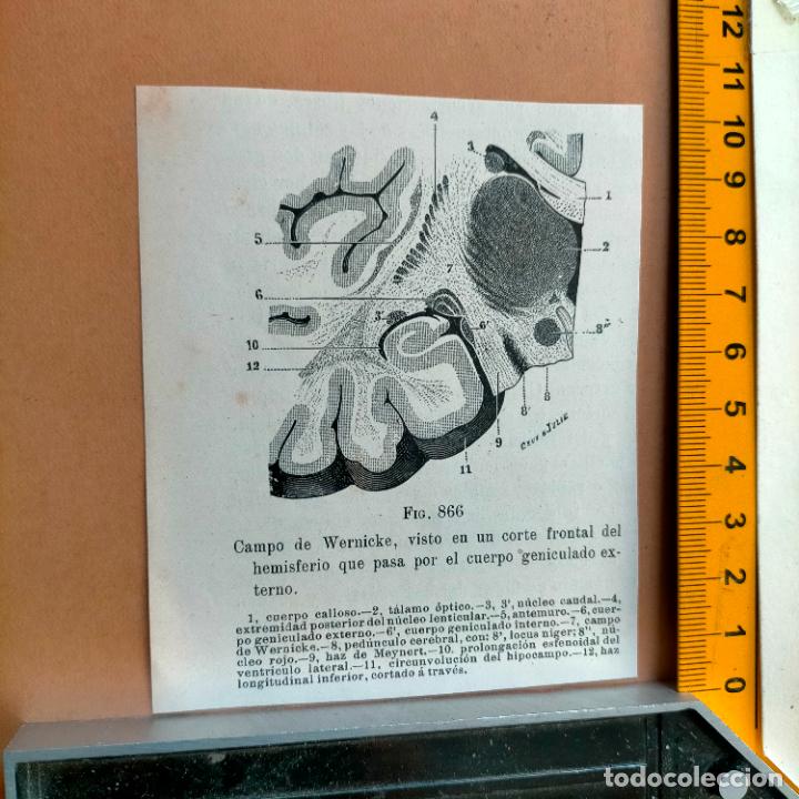 Libri antichi: antiguo grabado cuerpo humano medicina a&ntilde;o 1900 medico - PARTES ANATOMIA DISECCION VER FOTOS