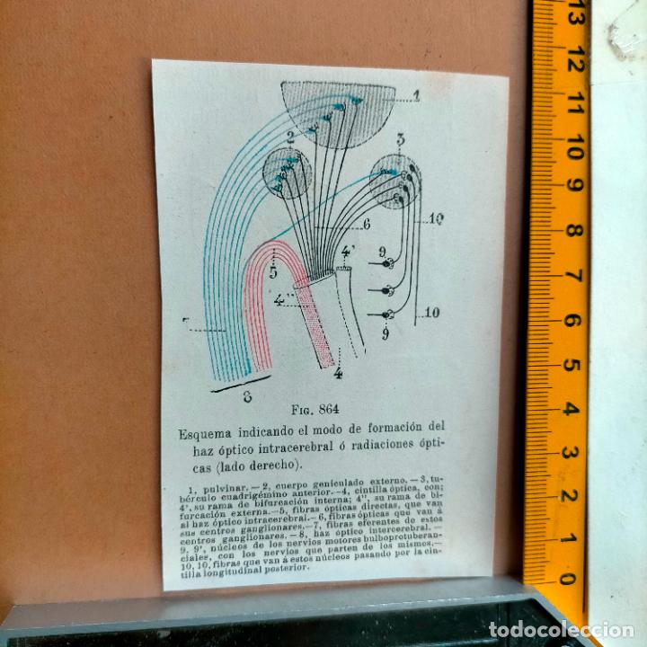 Libri antichi: antiguo grabado cuerpo humano medicina a&ntilde;o 1900 medico - PARTES ANATOMIA DISECCION VER FOTOS