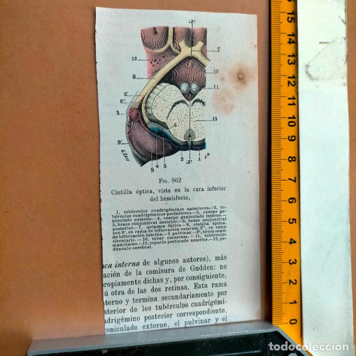 Libri antichi: antiguo grabado cuerpo humano medicina a&ntilde;o 1900 medico - PARTES ANATOMIA DISECCION VER FOTOS