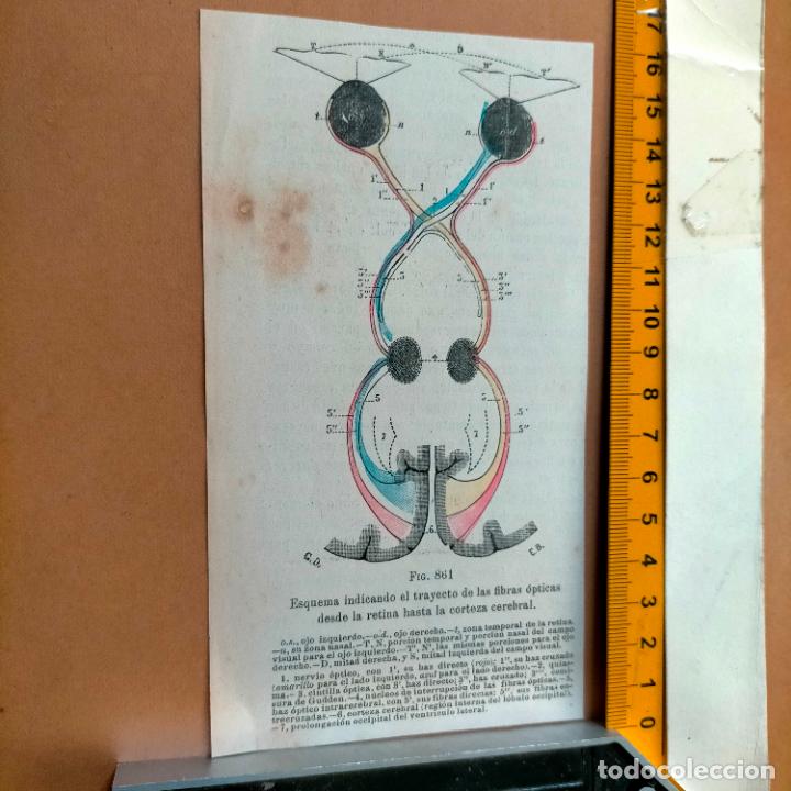 Libri antichi: antiguo grabado cuerpo humano medicina a&ntilde;o 1900 medico - PARTES ANATOMIA DISECCION VER FOTOS