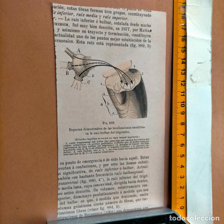Libri antichi: antiguo grabado cuerpo humano medicina a&ntilde;o 1900 medico - PARTES ANATOMIA DISECCION VER FOTOS