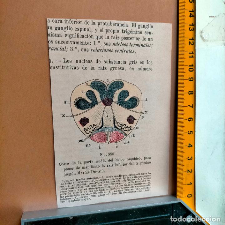 Libri antichi: antiguo grabado cuerpo humano medicina a&ntilde;o 1900 medico - PARTES ANATOMIA DISECCION VER FOTOS