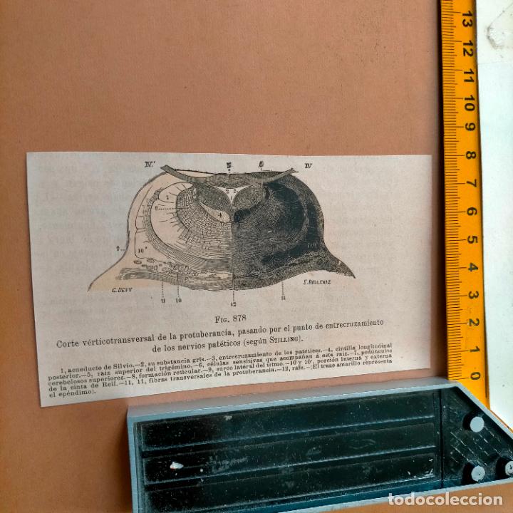 Libri antichi: antiguo grabado cuerpo humano medicina a&ntilde;o 1900 medico - PARTES ANATOMIA DISECCION VER FOTOS