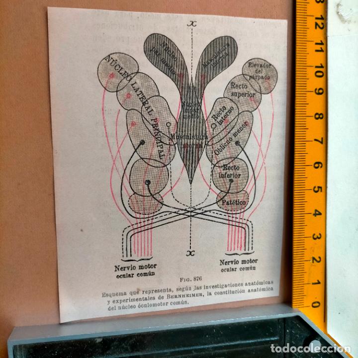 Libri antichi: antiguo grabado cuerpo humano medicina a&ntilde;o 1900 medico - PARTES ANATOMIA DISECCION VER FOTOS
