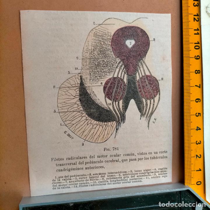 Libri antichi: antiguo grabado cuerpo humano medicina a&ntilde;o 1900 medico - PARTES ANATOMIA DISECCION VER FOTOS