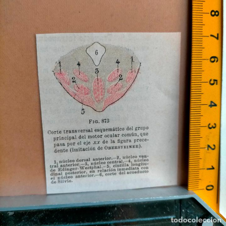 Libri antichi: antiguo grabado cuerpo humano medicina a&ntilde;o 1900 medico - PARTES ANATOMIA DISECCION VER FOTOS