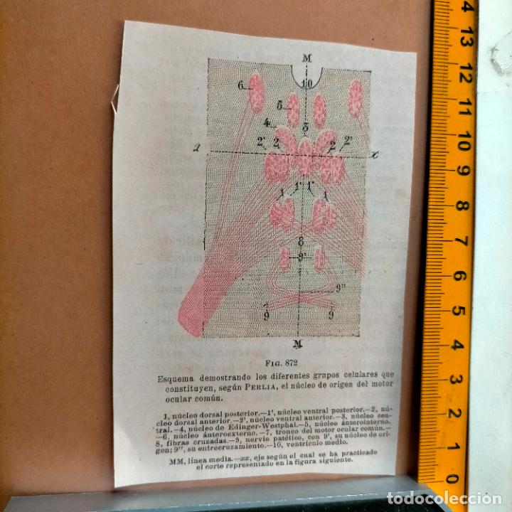 Libri antichi: antiguo grabado cuerpo humano medicina a&ntilde;o 1900 medico - PARTES ANATOMIA DISECCION VER FOTOS