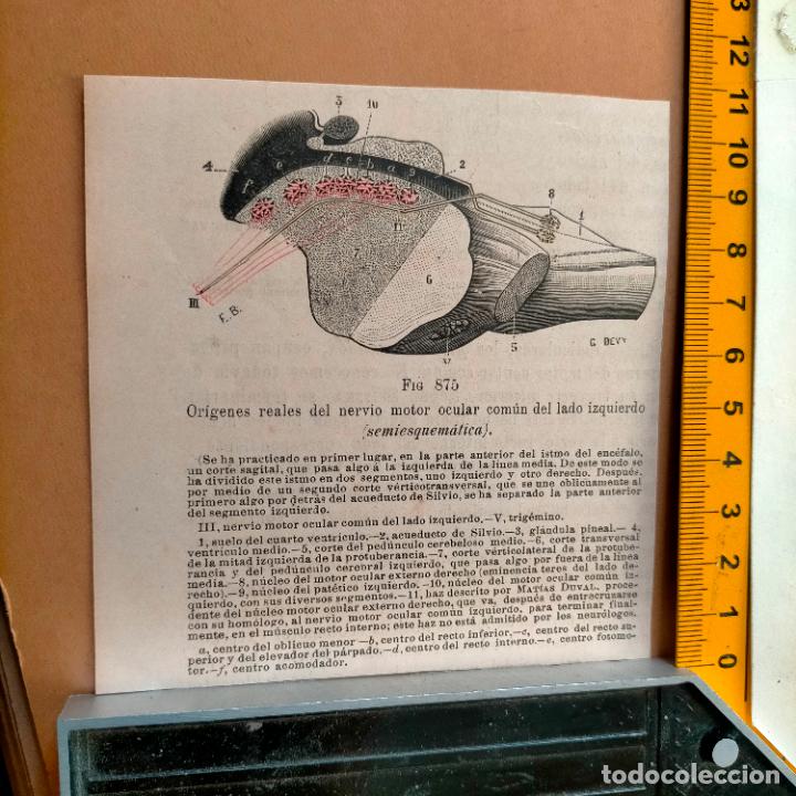 Libri antichi: antiguo grabado cuerpo humano medicina a&ntilde;o 1900 medico - PARTES ANATOMIA DISECCION VER FOTOS