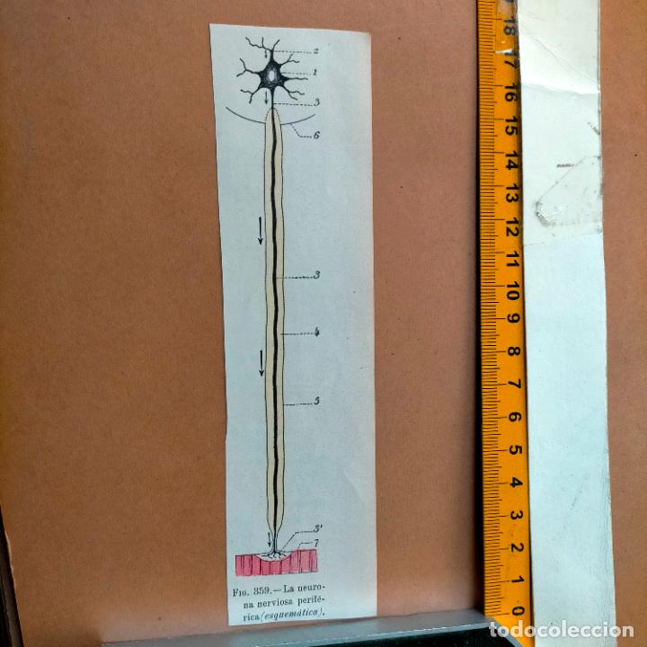 Libri antichi: antiguo grabado cuerpo humano medicina a&ntilde;o 1900 medico - PARTES ANATOMIA DISECCION VER FOTOS