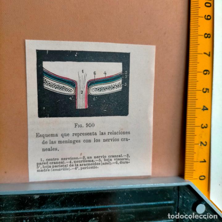 Libri antichi: antiguo grabado cuerpo humano medicina a&ntilde;o 1900 medico - PARTES ANATOMIA DISECCION VER FOTOS