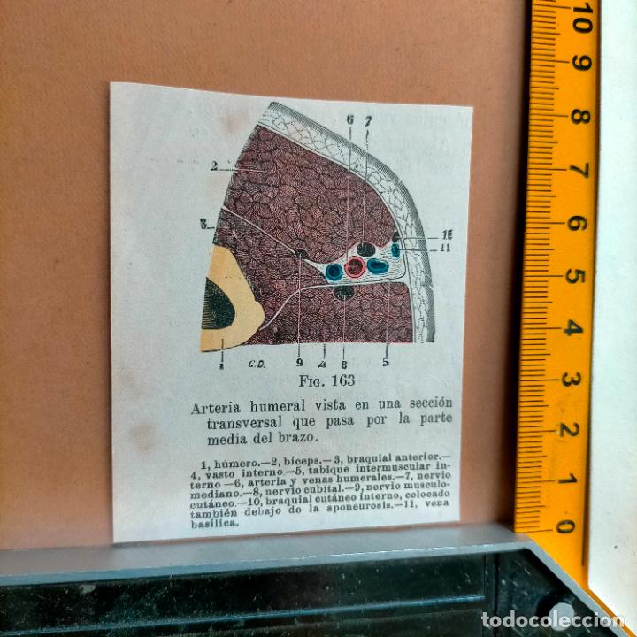 Libri antichi: antiguo grabado cuerpo humano medicina a&ntilde;o 1900 medico - PARTES ANATOMIA DISECCION VER FOTOS