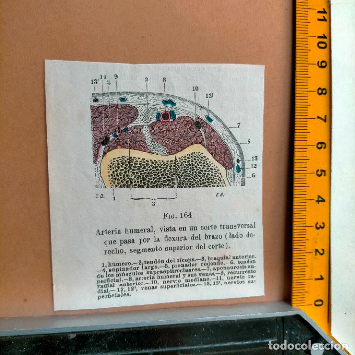 Libri antichi: antiguo grabado cuerpo humano medicina a&ntilde;o 1900 medico - PARTES ANATOMIA DISECCION VER FOTOS