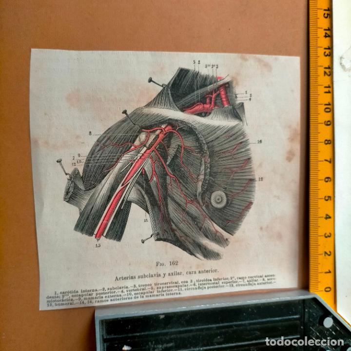 Libri antichi: antiguo grabado cuerpo humano medicina a&ntilde;o 1900 medico - PARTES ANATOMIA DISECCION VER FOTOS