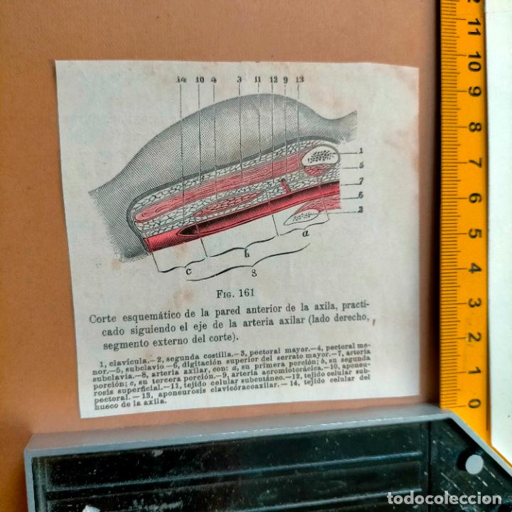 Libri antichi: antiguo grabado cuerpo humano medicina a&ntilde;o 1900 medico - PARTES ANATOMIA DISECCION VER FOTOS