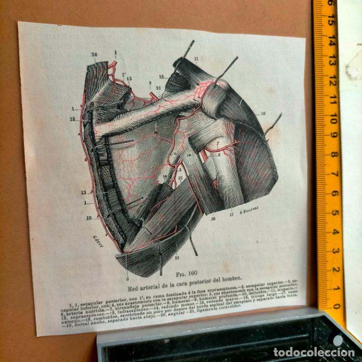 Libri antichi: antiguo grabado cuerpo humano medicina a&ntilde;o 1900 medico - PARTES ANATOMIA DISECCION VER FOTOS