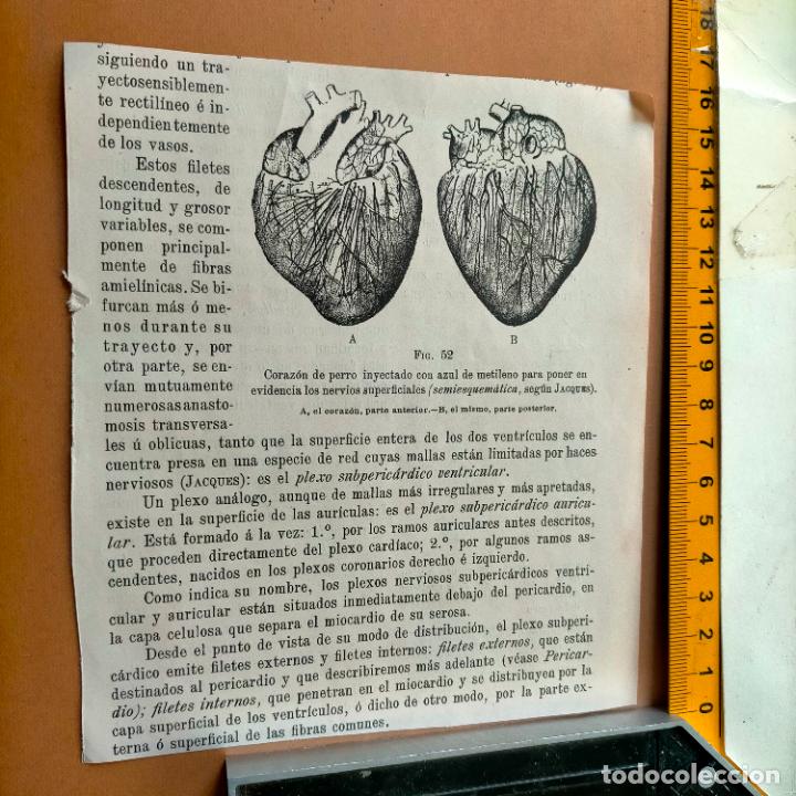 Libri antichi: antiguo grabado cuerpo humano medicina a&ntilde;o 1900 medico - PARTES ANATOMIA DISECCION VER FOTOS