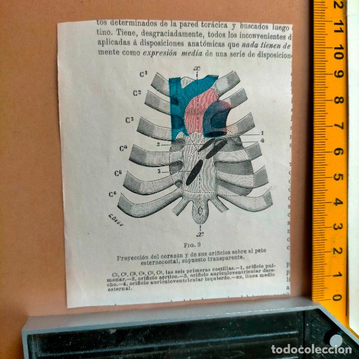 Libri antichi: antiguo grabado cuerpo humano medicina a&ntilde;o 1900 medico - PARTES ANATOMIA DISECCION VER FOTOS