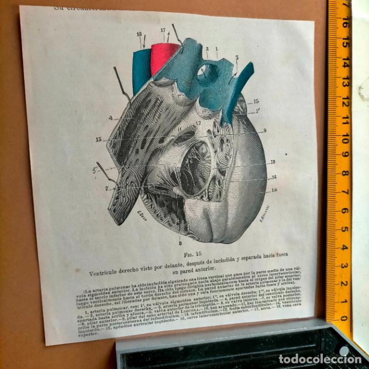 Libri antichi: antiguo grabado cuerpo humano medicina a&ntilde;o 1900 medico - PARTES ANATOMIA DISECCION VER FOTOS