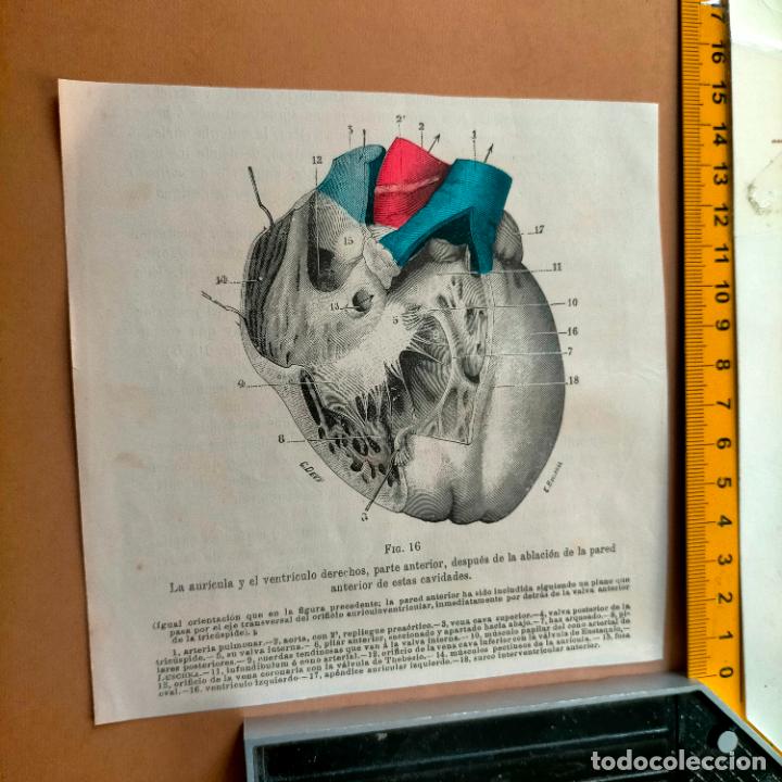 Libri antichi: antiguo grabado cuerpo humano medicina a&ntilde;o 1900 medico - PARTES ANATOMIA DISECCION VER FOTOS