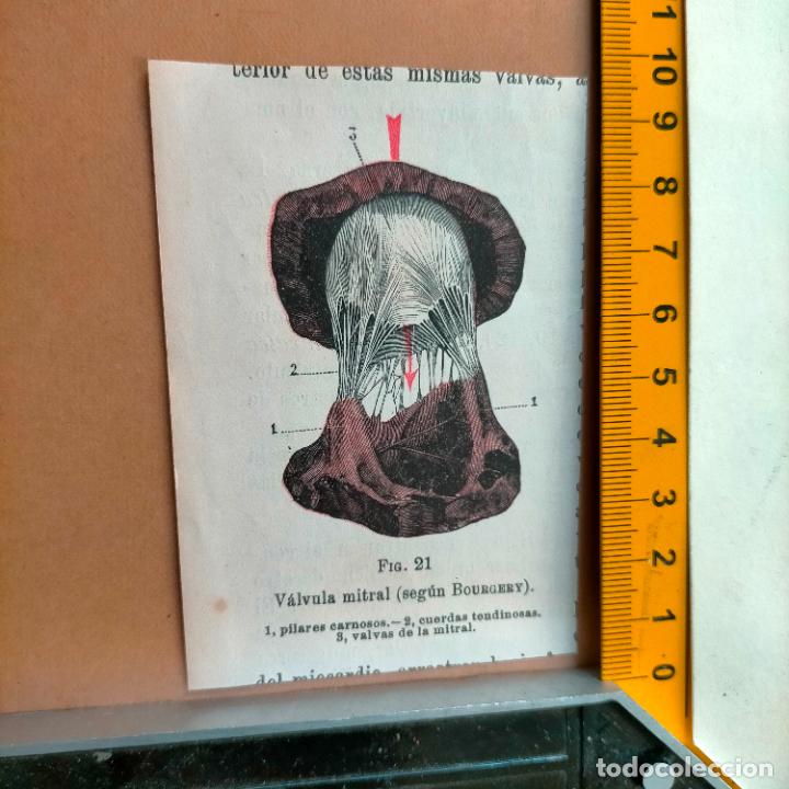 Libri antichi: antiguo grabado cuerpo humano medicina a&ntilde;o 1900 medico - PARTES ANATOMIA DISECCION VER FOTOS