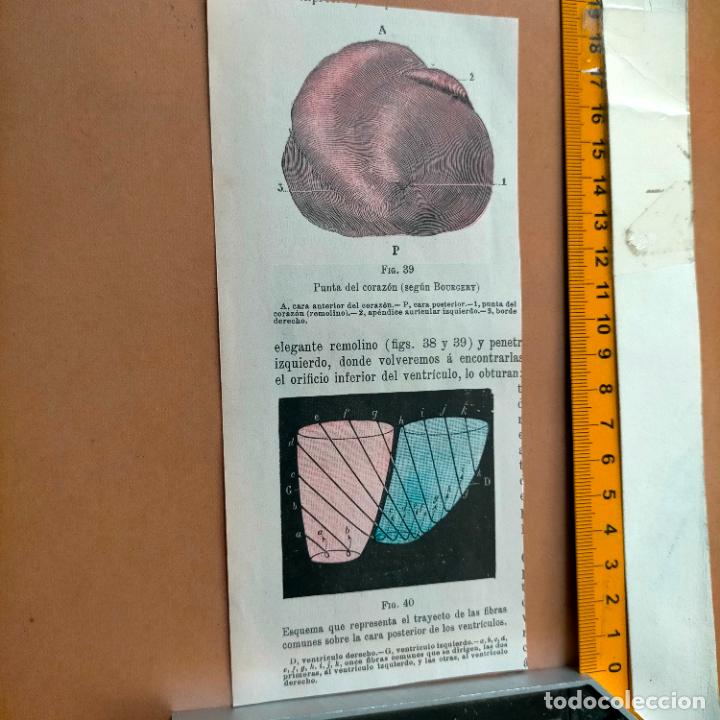 Antiquarische B&uuml;cher: antiguo grabado cuerpo humano medicina a&ntilde;o 1900 medico - PARTES ANATOMIA DISECCION VER FOTOS