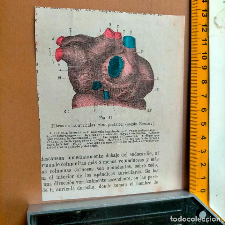 Antiquarische B&uuml;cher: antiguo grabado cuerpo humano medicina a&ntilde;o 1900 medico - PARTES ANATOMIA DISECCION VER FOTOS