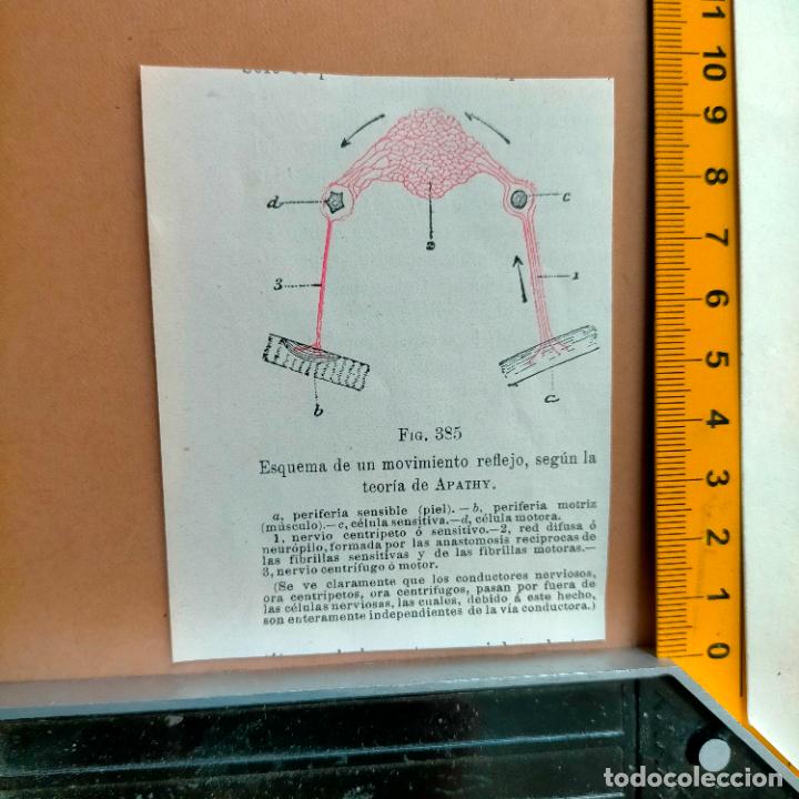 Antiquarische B&uuml;cher: antiguo grabado cuerpo humano medicina a&ntilde;o 1900 medico - PARTES ANATOMIA DISECCION VER FOTOS