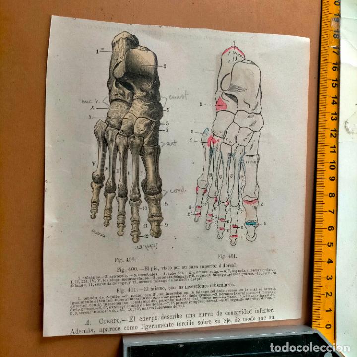 Antiquarische B&uuml;cher: antiguo grabado cuerpo humano medicina a&ntilde;o 1900 medico - PARTES ANATOMIA DISECCION VER FOTOS