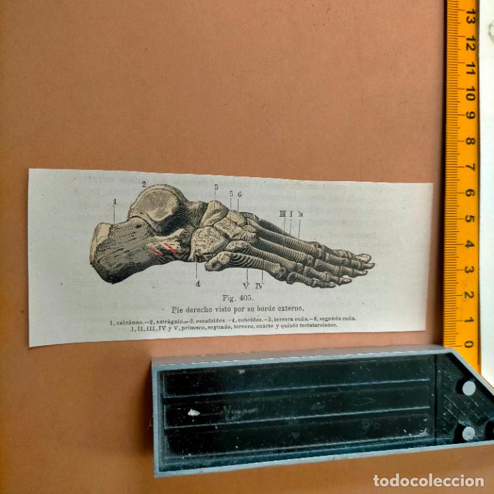 Antiquarische B&uuml;cher: antiguo grabado cuerpo humano medicina a&ntilde;o 1900 medico - PARTES ANATOMIA DISECCION VER FOTOS