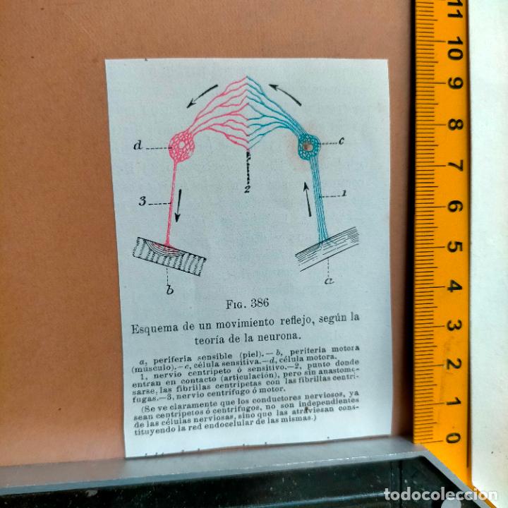 Antiquarische B&uuml;cher: antiguo grabado cuerpo humano medicina a&ntilde;o 1900 medico - PARTES ANATOMIA DISECCION VER FOTOS