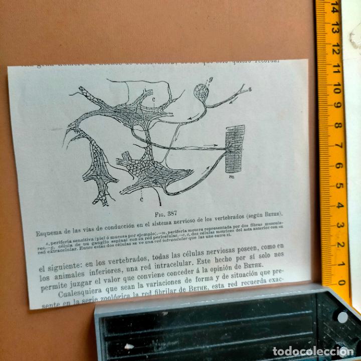 Antiquarische B&uuml;cher: antiguo grabado cuerpo humano medicina a&ntilde;o 1900 medico - PARTES ANATOMIA DISECCION VER FOTOS