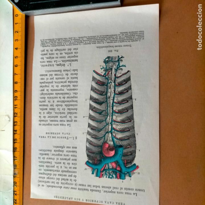 Antiquarische B&uuml;cher: antiguo grabado cuerpo humano medicina a&ntilde;o 1900 medico - PARTES ANATOMIA DISECCION VER FOTOS