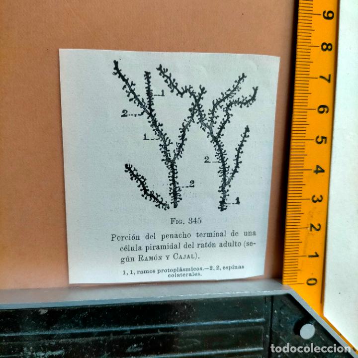 Antiquarische B&uuml;cher: antiguo grabado cuerpo humano medicina a&ntilde;o 1900 medico - PARTES ANATOMIA DISECCION VER FOTOS