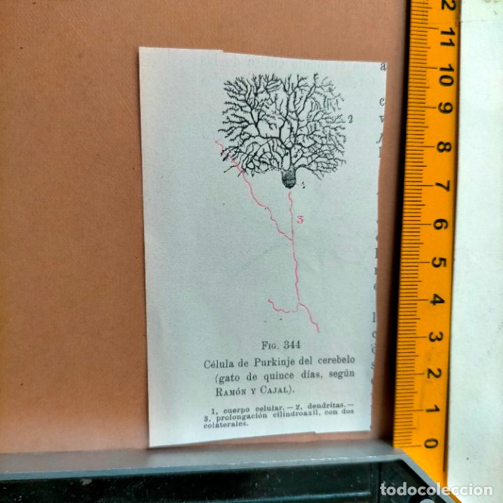 Libri antichi: antiguo grabado cuerpo humano medicina a&ntilde;o 1900 medico - PARTES ANATOMIA DISECCION VER FOTOS