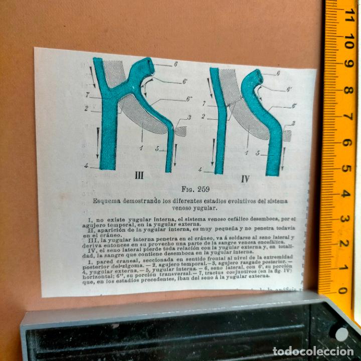 Libri antichi: antiguo grabado cuerpo humano medicina a&ntilde;o 1900 medico - PARTES ANATOMIA DISECCION VER FOTOS